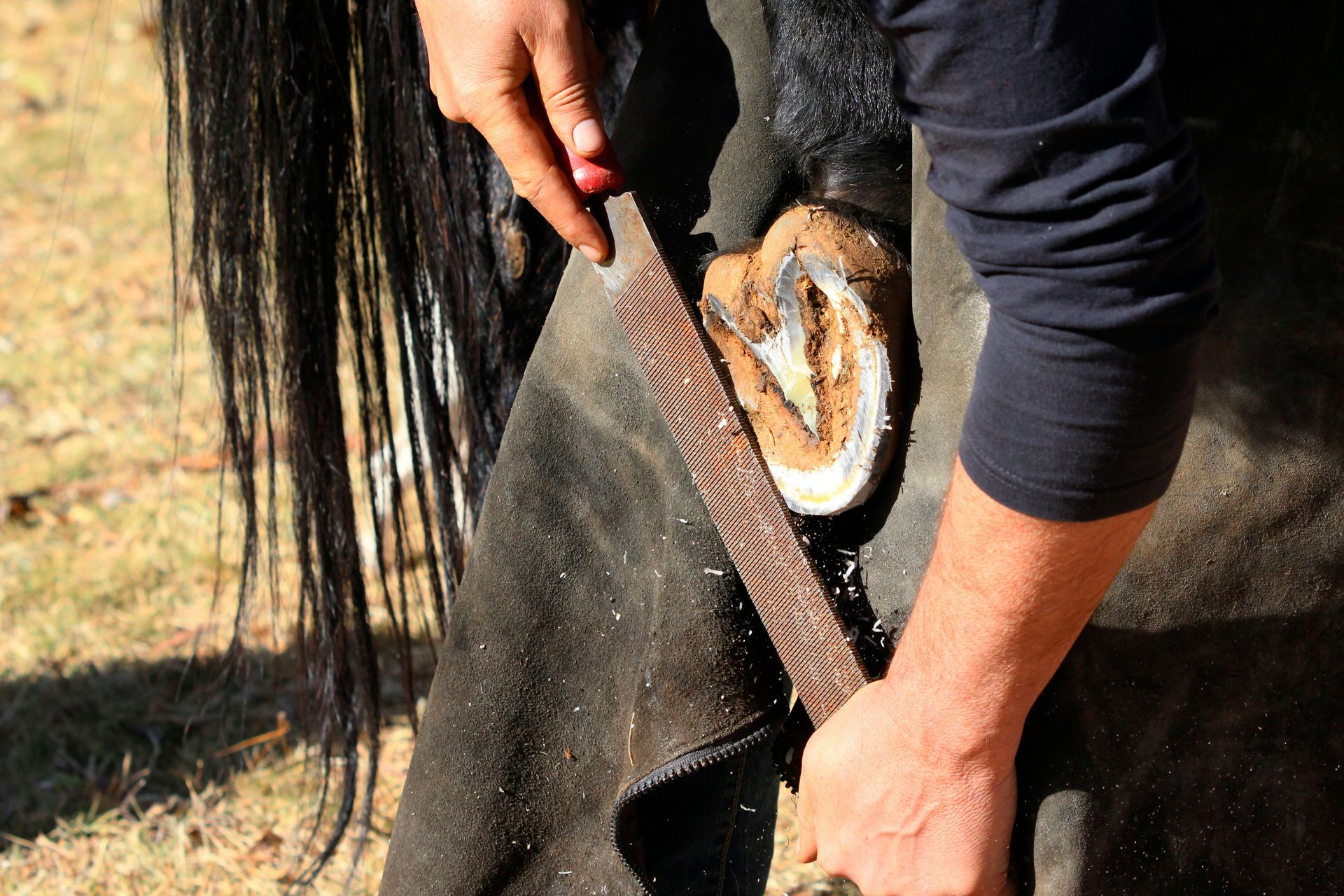 a close up of a person holding a horse
