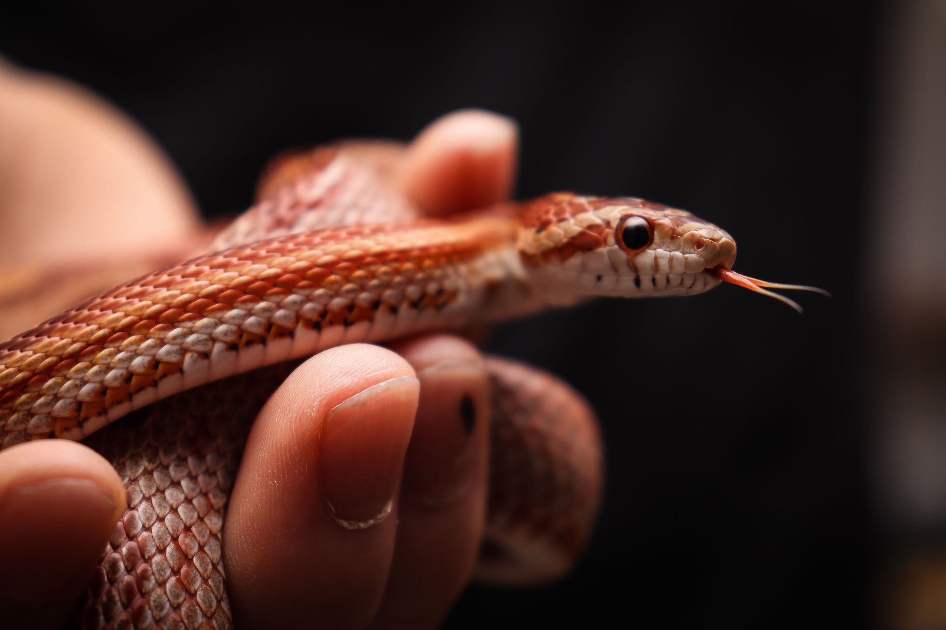 Captivating close-up of a corn snake being gently held, highlighting its vibrant scales.